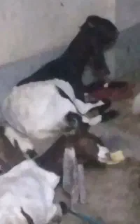 بزغاله  ماده آبستن پاکستانی ۳و ۲ قلوزا