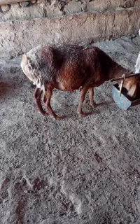 سلام خدمت دوستان یک  میش جوان بادوبره  نر فروشی