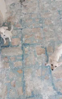 سگ پامر