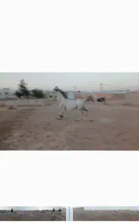 نریون دو. سر عرب کورسی