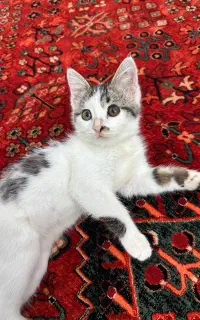 واگذاری بچه گربه 3 ماهه DSH