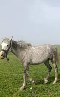 فروش‌‌اسب‌مادیون‌