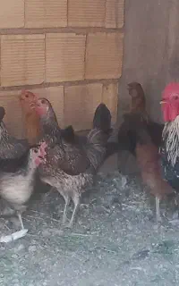 تخم مرغ لری اصیل