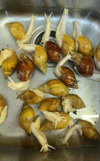 حلزون برای پوست