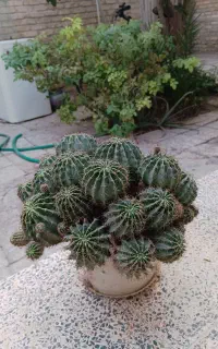 کاکتوس