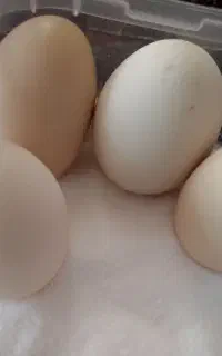 تخم مرغ لاری