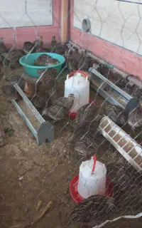 بلدرچین
