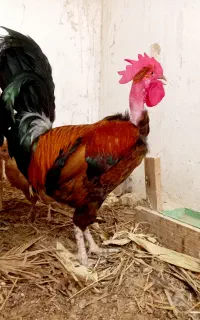 مرغ و خروس گردن لخت