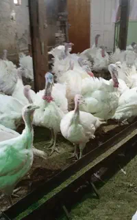 بوقلمون زنده