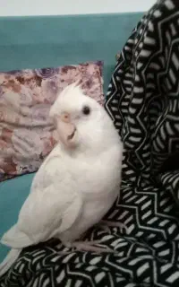 گمشده