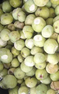 انجیر مربایی