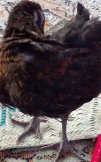 جوجه گم شده به رنگ سیاه سن۳ ماه