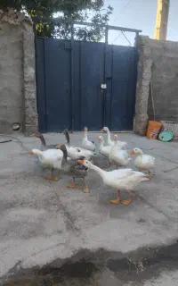 غازسرحال جوجه عید