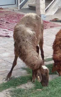 یک  بره ماده ،و سه گوسفند واسه داشتی ویاکشتاری