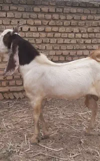 نر بزغاله تکه
