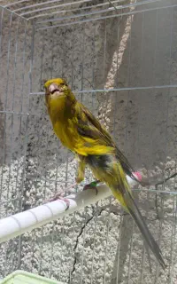 قناری سبزچمنی،طوسی همگی نر دهن زن بخوانید