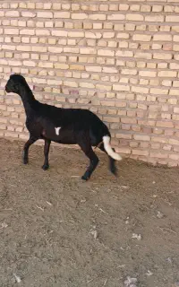 یک راس بره ماده عتیقه