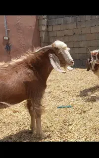 بزغاله نر نژاد دار