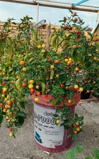 فلفل آجی کاراپیتا