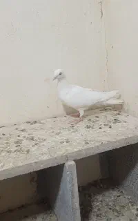 کفتر پتی واله