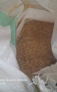 کاه
