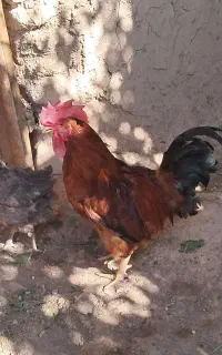 خروس جوان و درشت