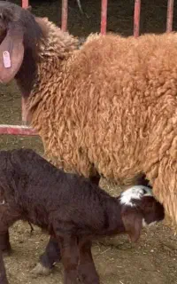 ۲۰۰ راس میش و بره چکی ۳ ماه چک معتبر