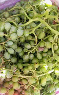 انگور غوره