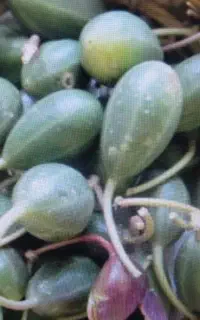 هندوانه ابوجهل ، داغ قارپزی