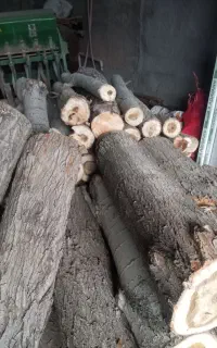 خریدار چوب خشک وتر