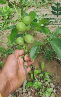 نهال های مثمر و غیر مثمر درجه یک