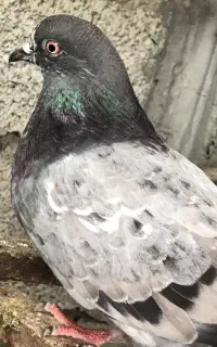 کبوتر پرشی ساعت بالا
