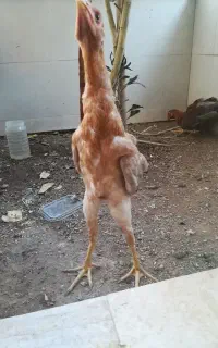 دو عدد جوجه لاری