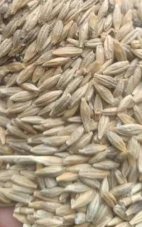 فروش ۶تن جو بش محلی