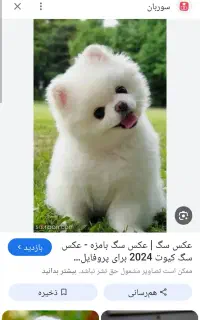پیداشده سگ