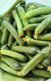 خیار محلی تازه  اصلاح شده درجه ۱