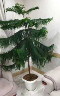 درخت کاج