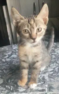 بچه گربه