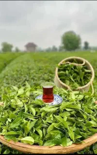 کارخانه چای سیدی پخش عمده وجزئی چای محلی ایرانی.