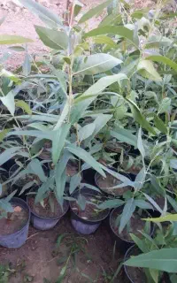 مراقبت آبیاری از نهال درخت گل وگیاه در بهشت زهرا