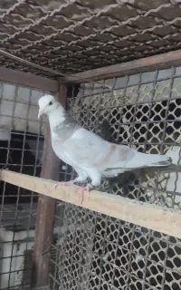 کبوتر پرشی گم شده