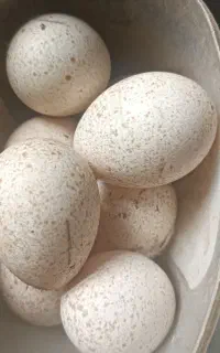تخم بوقلمون