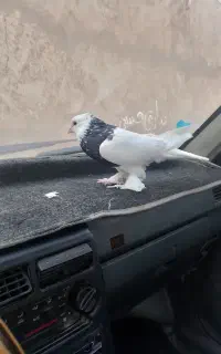 طوق نر پرپا