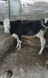 گاوشیری جوان
