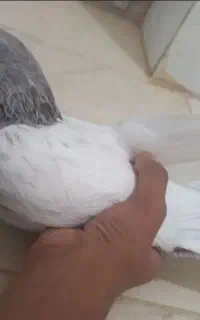 کبوتر کله ای نر