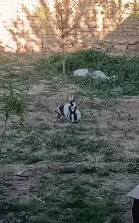 خرگوش نرو ماده