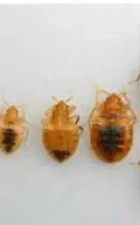 سمپاشی سوسک ساس کنه موریانه موش تضمینی