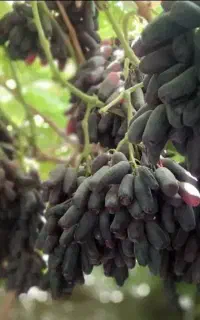نهال انگور موندراپ