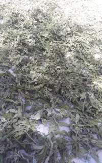 فروش گیاه دارویی طبیعی جمع آوری شده ازکوه