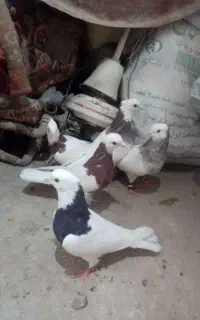 5 تا طوقی ضمانتی